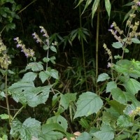 Pogostemon heyneanus Benth.
